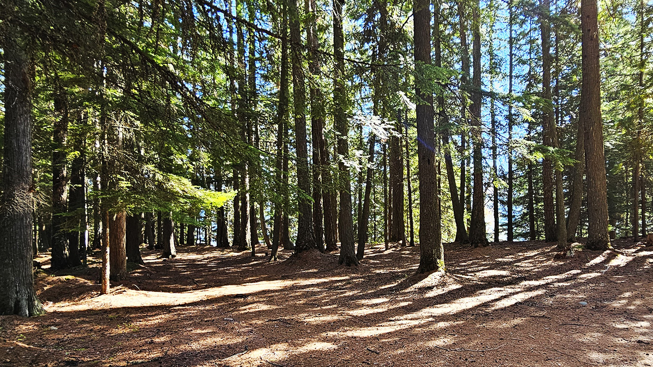 Pine needle-blanketed forest